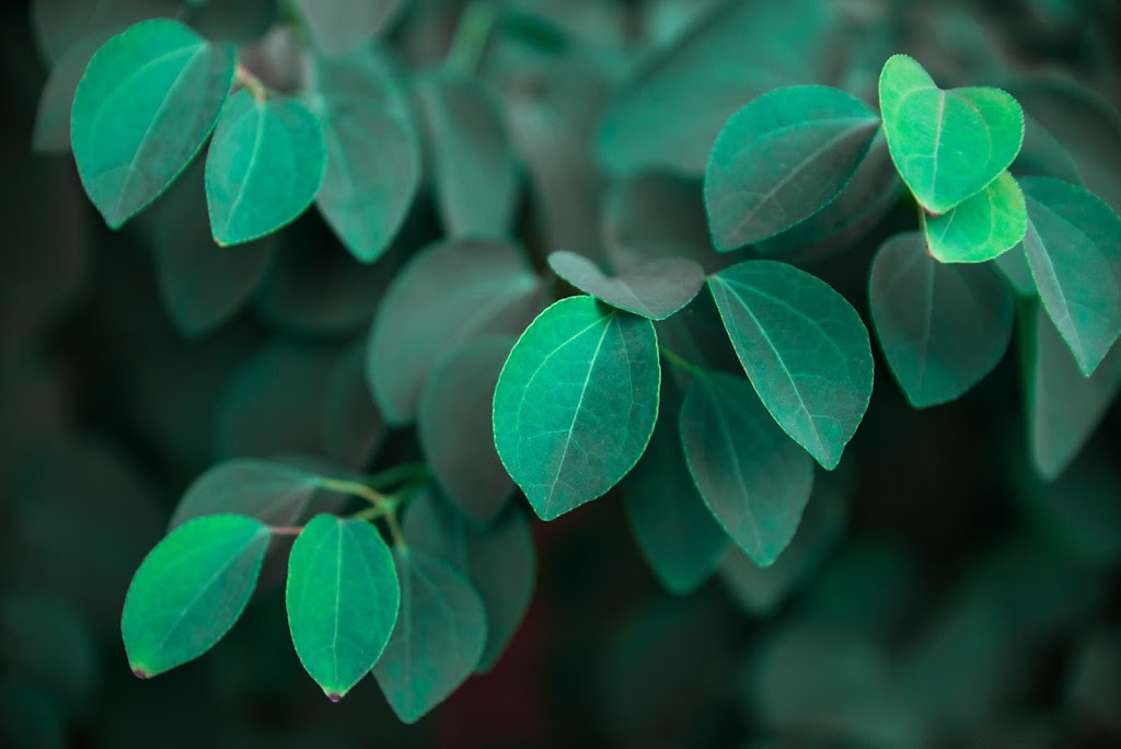 Baltimore Valley Nursery/Garden Centre | 5599 45, Baltimore, ON K0K 1C0, Canada | Phone: (905) 372-2662