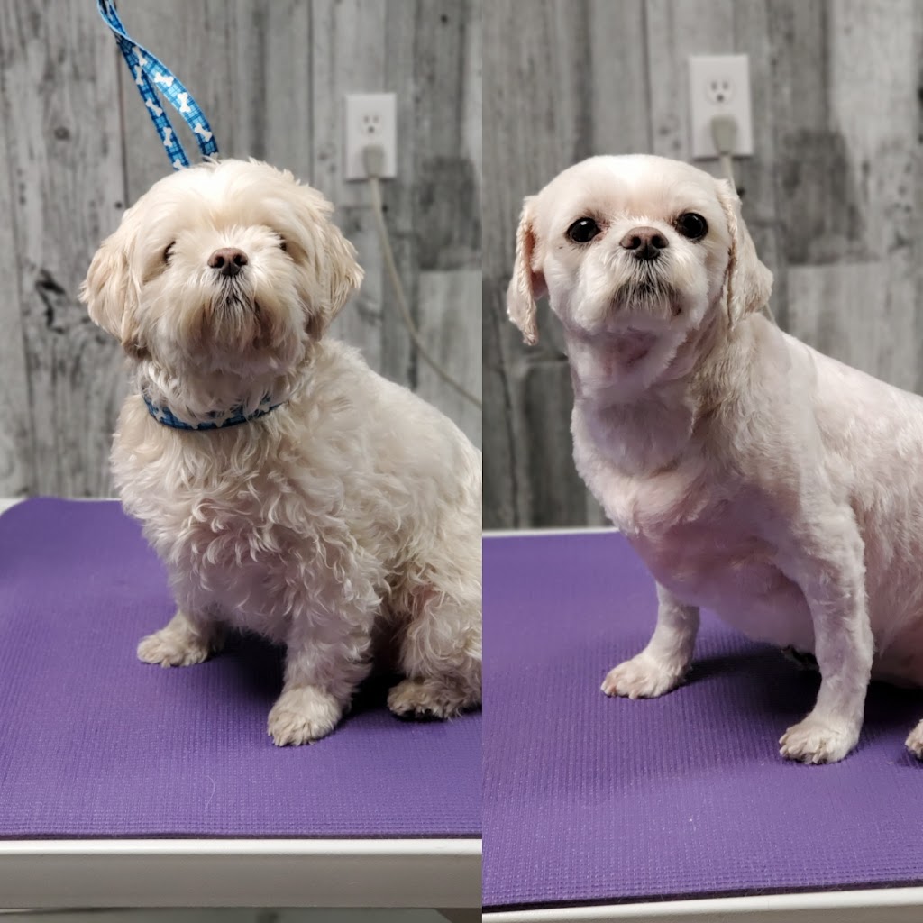 Pawsh Paws by Nici | 315 Houghton Ave S, Hamilton, ON L8K 2N4, Canada | Phone: (905) 869-9929