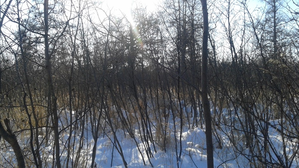 McKellar Island Bird Observatory | Baffin St, Thunder Bay, ON P7E 0A3, Canada | Phone: (807) 709-6870
