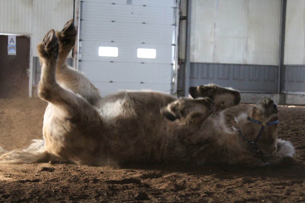 4:13 Therapeutic Riding Association | High Country Equestrian Center, 240020 Range Rd 42, Calgary, AB T3Z 2X3, Canada | Phone: (403) 242-9387