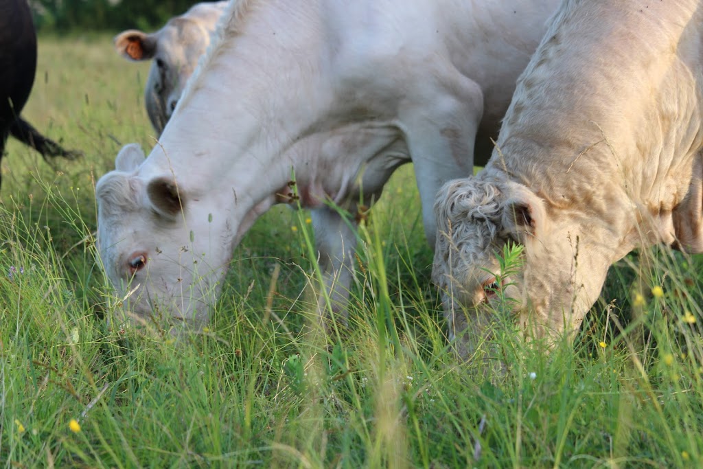 Over The Top Cattle Company | 290 Farmers Rd, Pontypool, ON L0A 1K0, Canada | Phone: (705) 868-6814