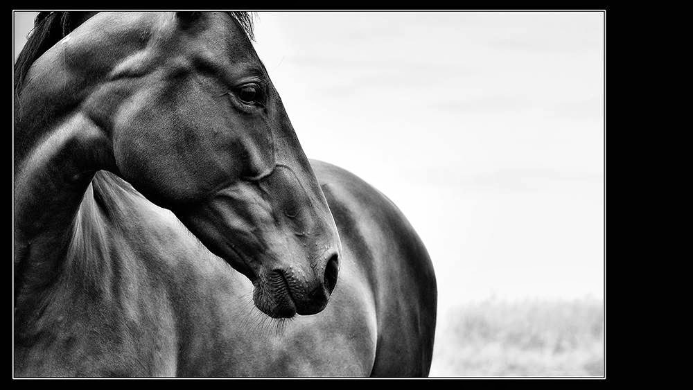 Buffie Boily Photographic Arts | 1560 Waterview Rd, Summerside, PE C1N 4J8, Canada | Phone: (902) 436-5311
