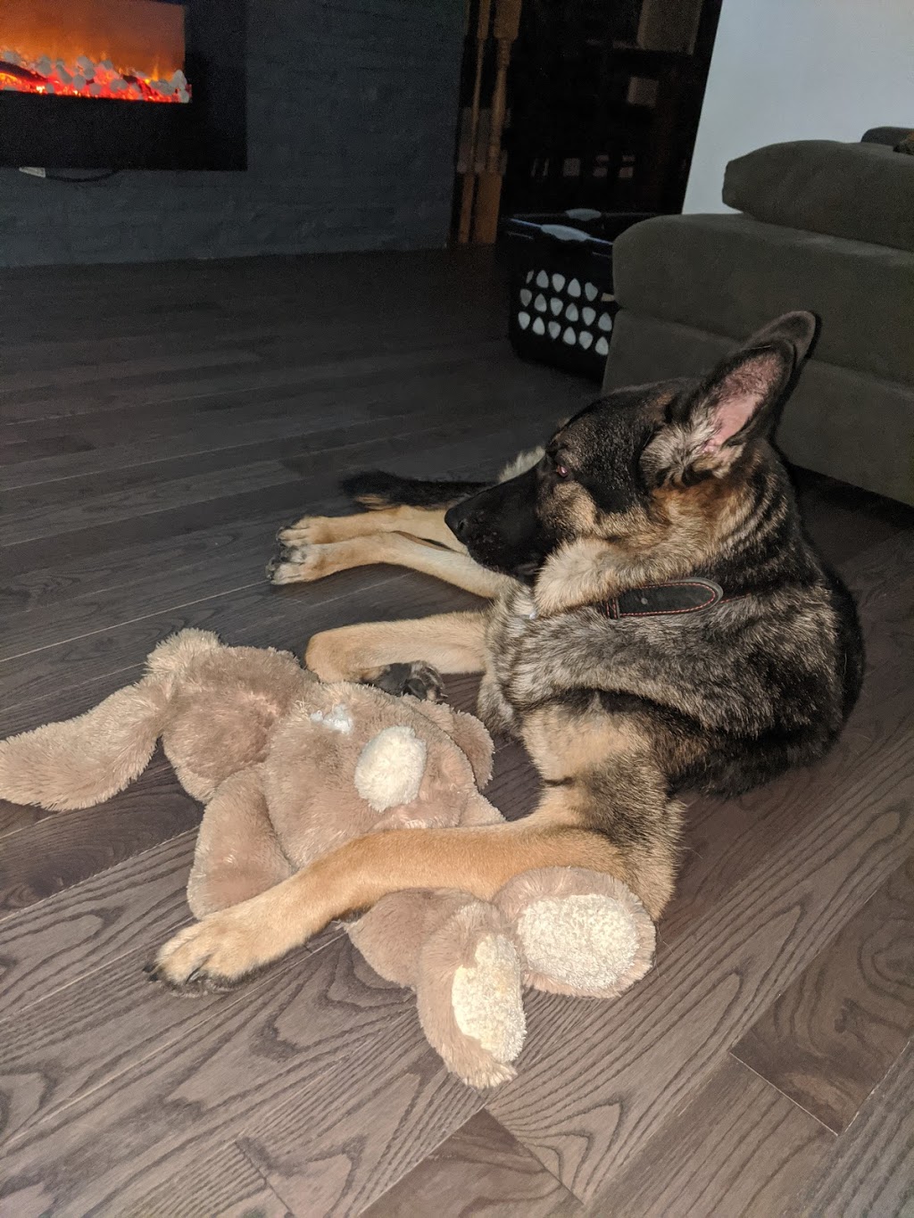 Édu-Canin | 18 Rue André, Les Coteaux, QC J7X 1K2, Canada | Phone: (450) 567-2134