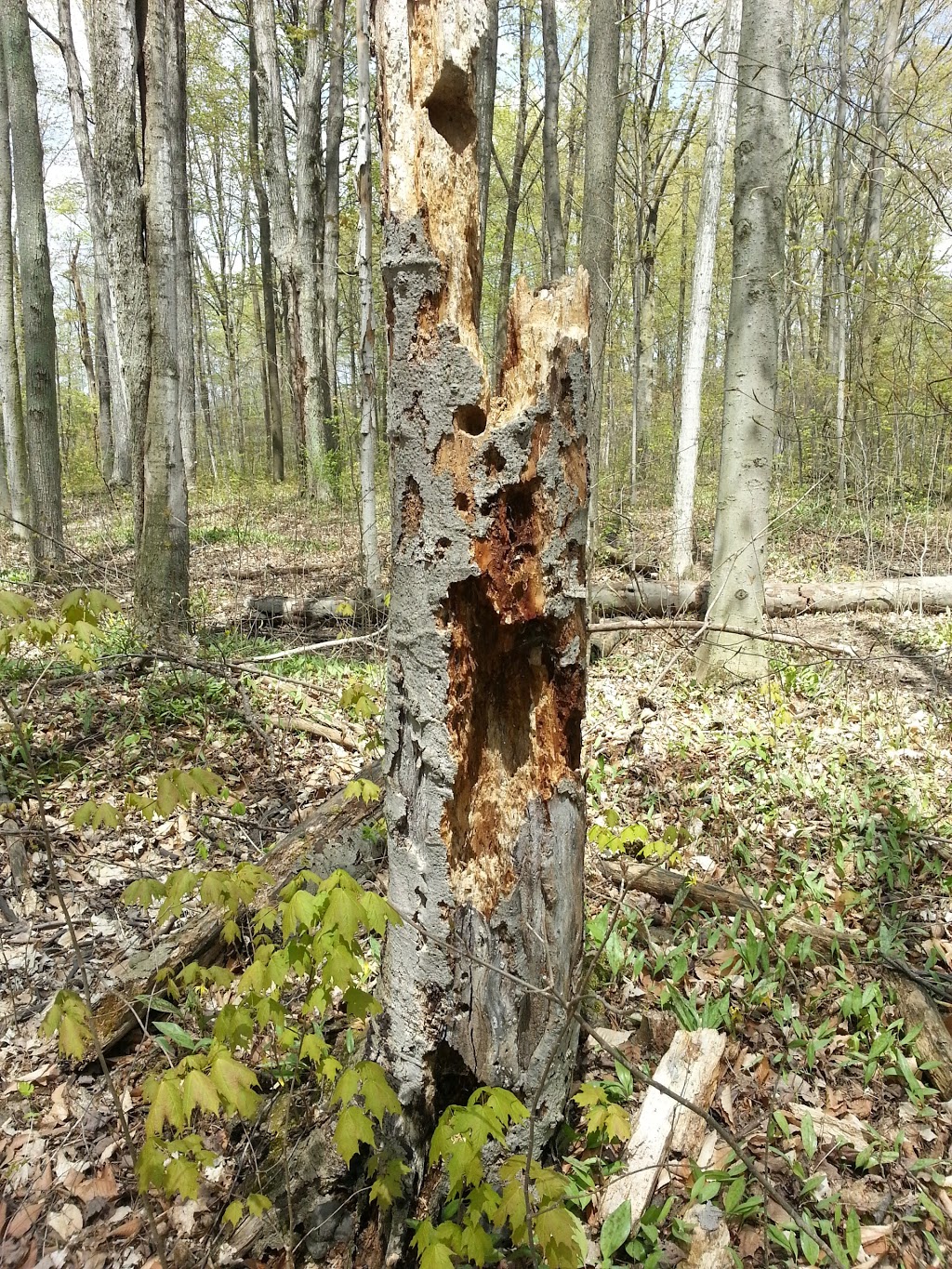 Walker Woods | New Hamburg, ON N3A 0A3, Canada