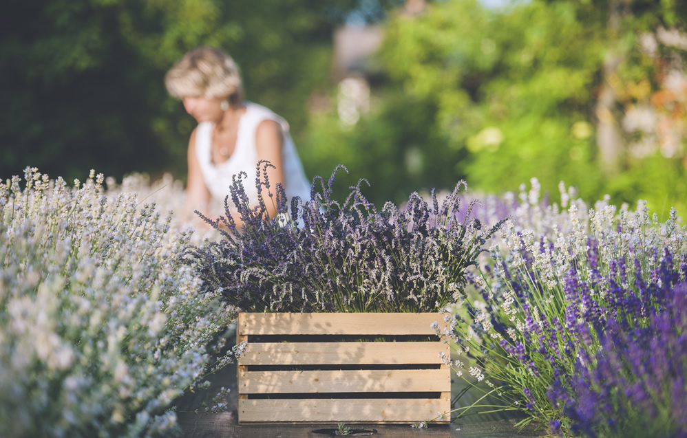 Lavender-Blu | 2375 Bank Rd, Seagrave, ON L0C 1G0, Canada | Phone: (905) 922-6983