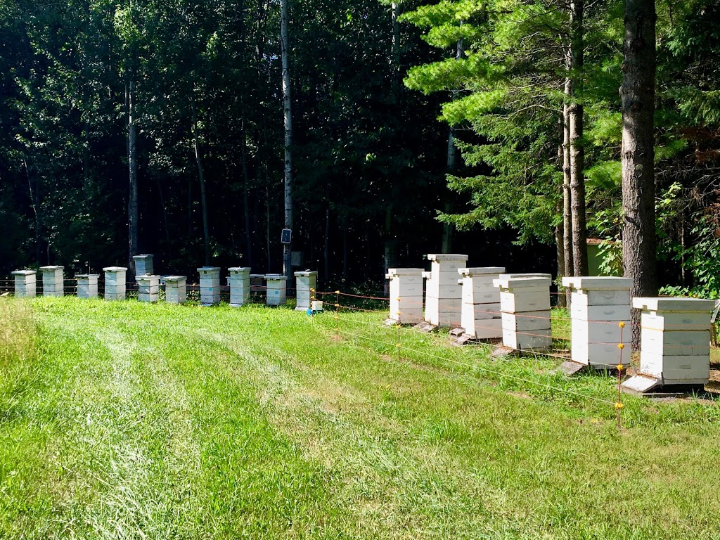 Arnolds Apiary - Fresh Natural Honey | 259 Omega Rd, Kirkfield, ON K0M 2B0, Canada | Phone: (905) 717-3462