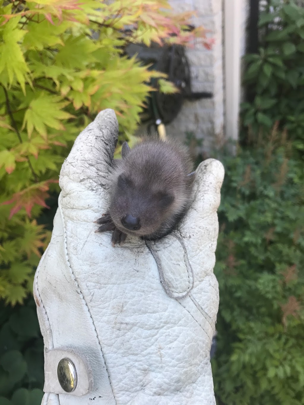 Wild Things Wildlife Control | 1308 Victoria Dr, London, ON N5Y 4E4, Canada | Phone: (519) 435-1470