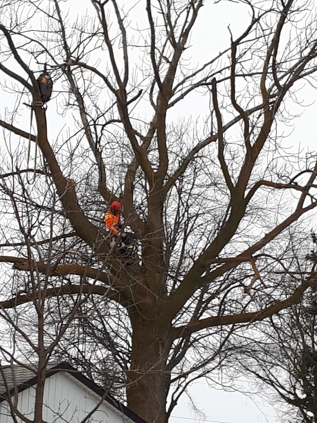 Colonial Tree Service | 36 Armstrong Ave, Georgetown, ON L7G 4R9, Canada | Phone: (905) 877-8591