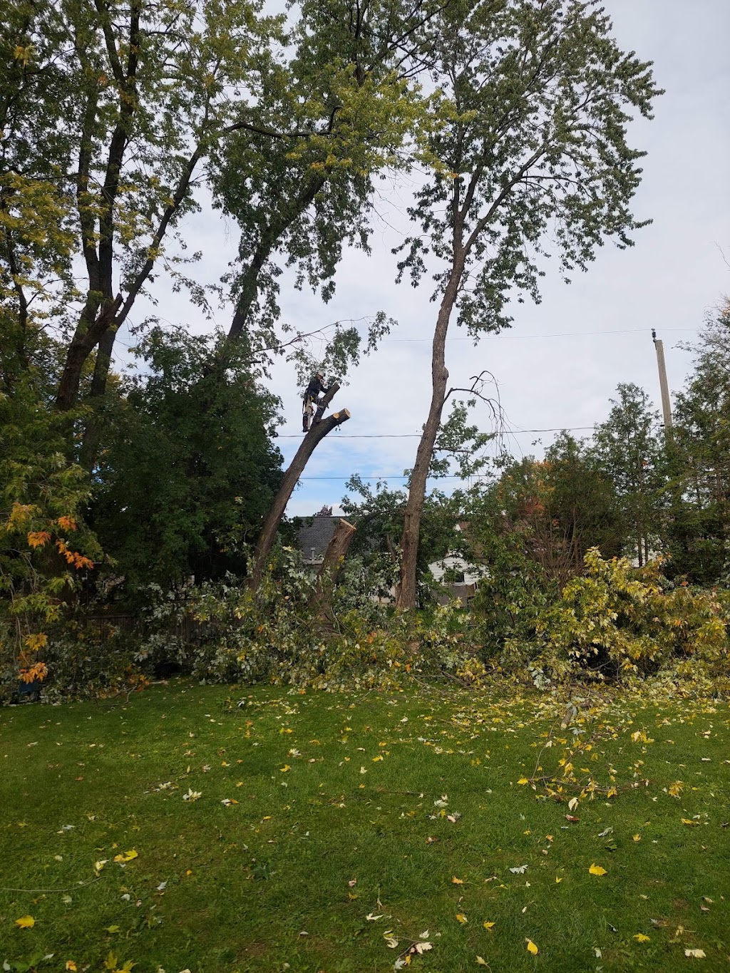 Branching Out Tree Services | 10 Pochon Ave, Port Hope, ON L1A 2X9, Canada | Phone: (905) 269-1673