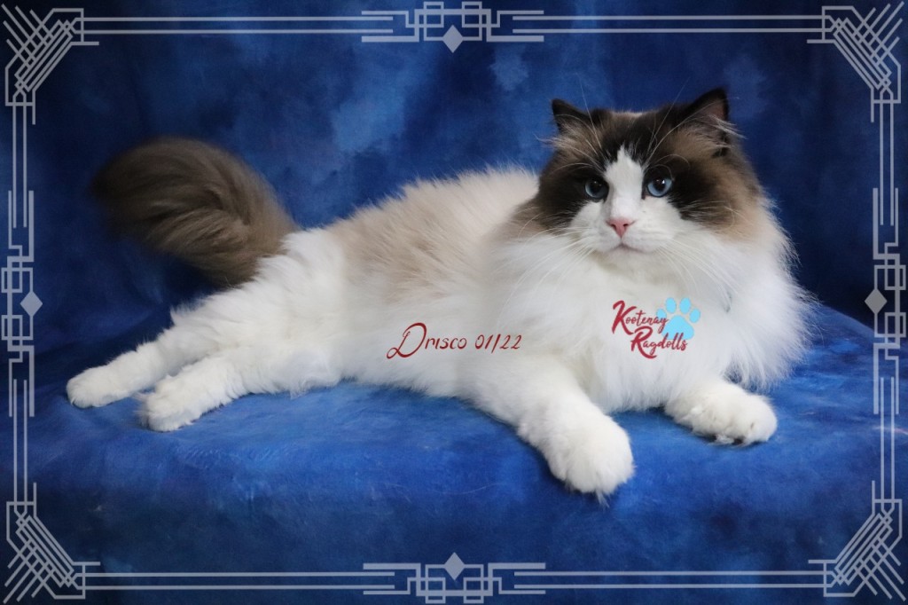 Kootenay Ragdolls | 2091 BC-3, Jaffray, BC V0B 1T0, Canada | Phone: (250) 464-1744