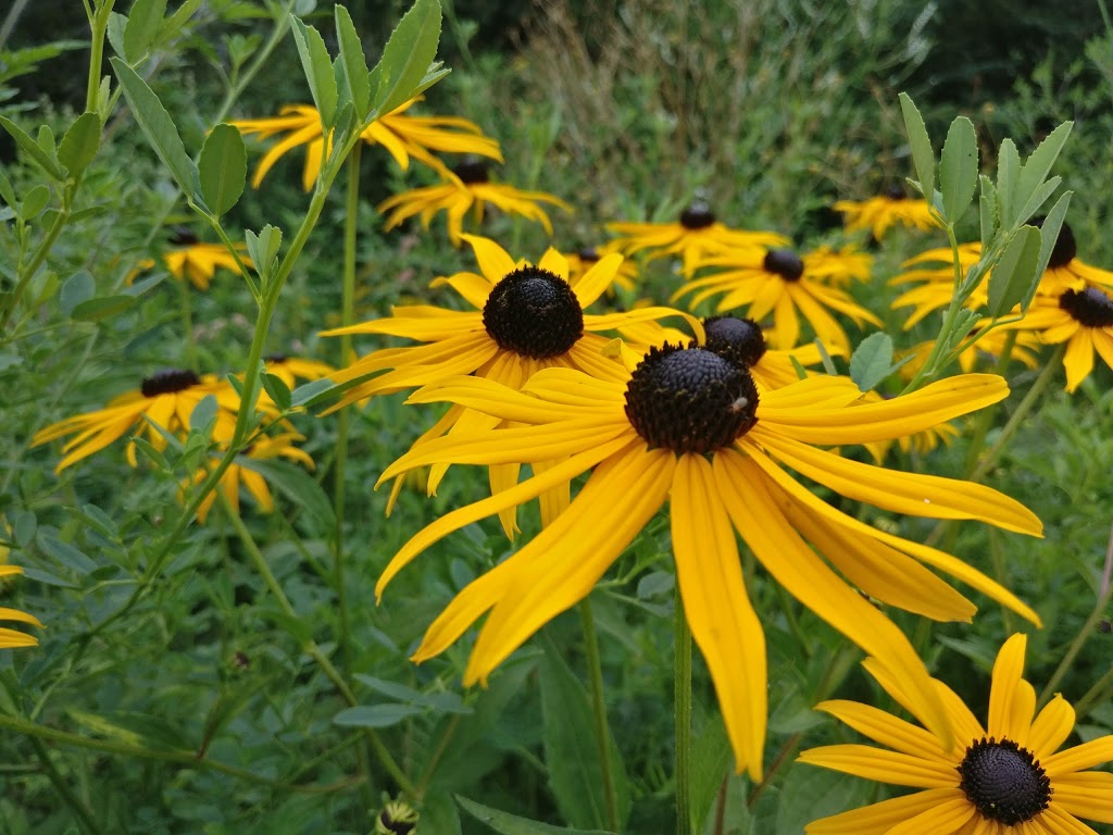 Saigeon Trail | Richmond Hill, ON L4E 4C2, Canada | Phone: (905) 771-8830