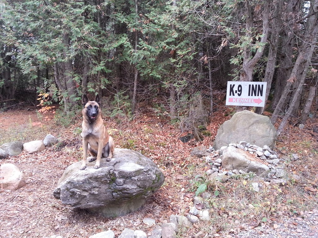 K-9 Komfort Inn | 226 Madeline Lane, RR 2, Norwood, ON K0L 2V0, Canada | Phone: (705) 639-1172