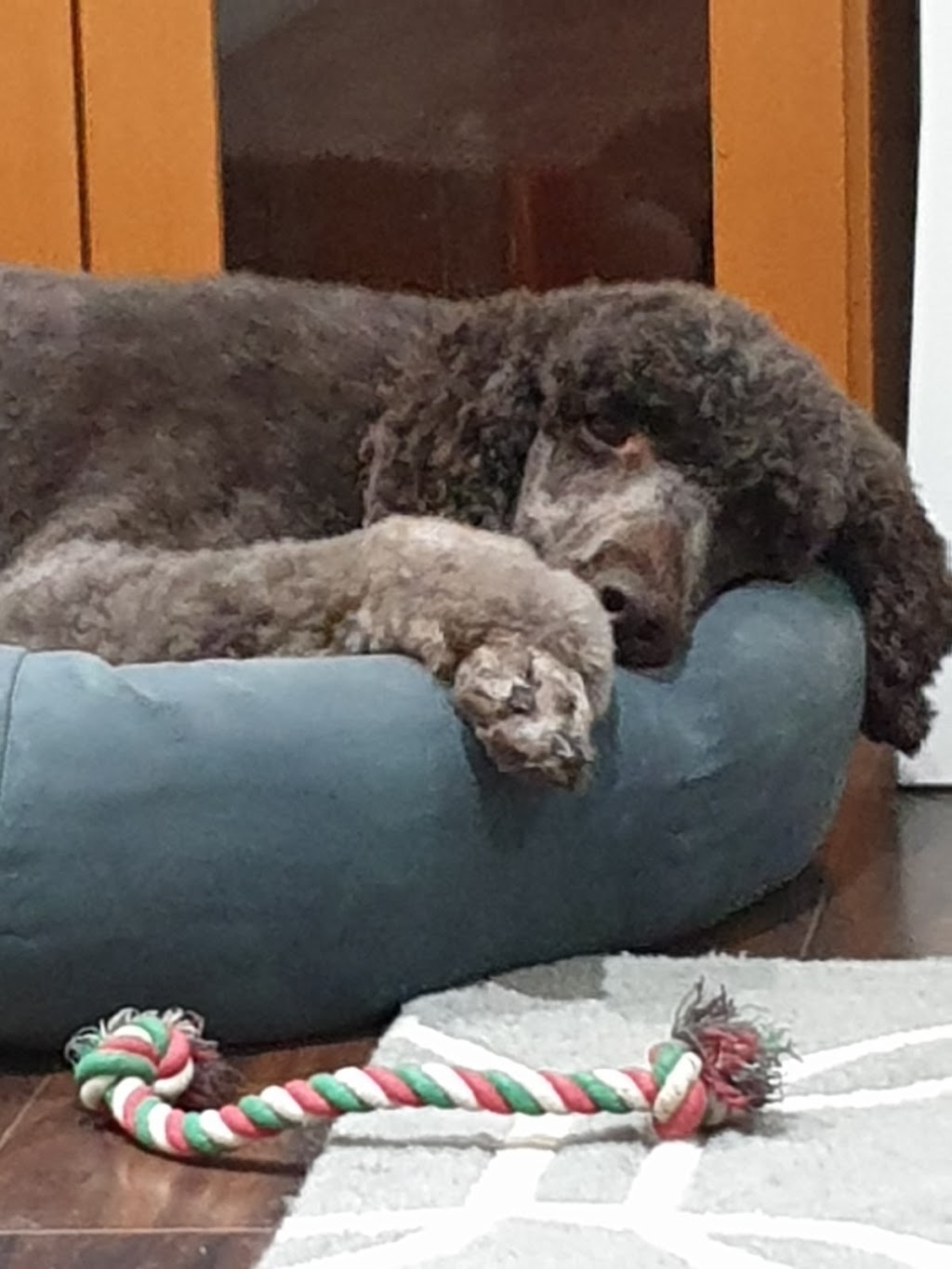 Purrfect Paws Boutique-Calgarys best dog groomers | 430 Acadia Dr SE #22, Calgary, AB T2J 0A9, Canada | Phone: (403) 252-3118