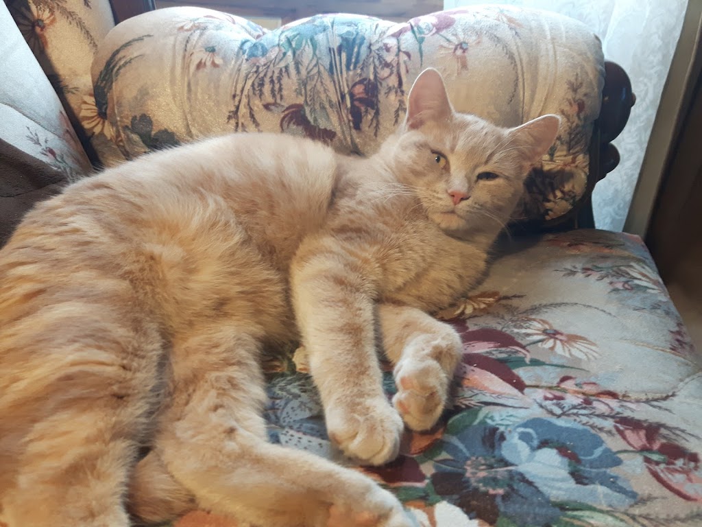 Lakefield Animal Welfare Society | 2887 County Rd 29, Peterborough, ON K9J 6X5, Canada | Phone: (705) 652-0588