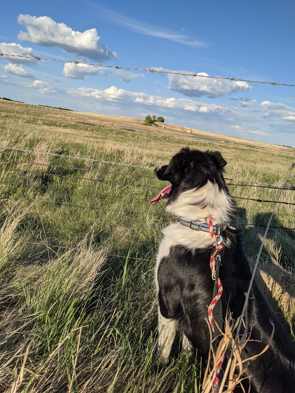 Very Important Pets Boarding Kennel & Grooming Salon | R. R. # 1, Halkirk, AB T0C 1M0, Canada | Phone: (403) 740-4833