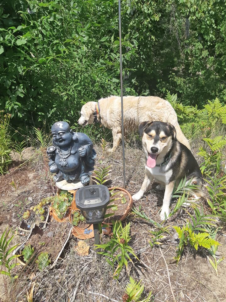 Forever Pawsitive K9 Academy | 610 Huron Rd, Mar, ON N0H 1X0, Canada | Phone: (519) 477-3759