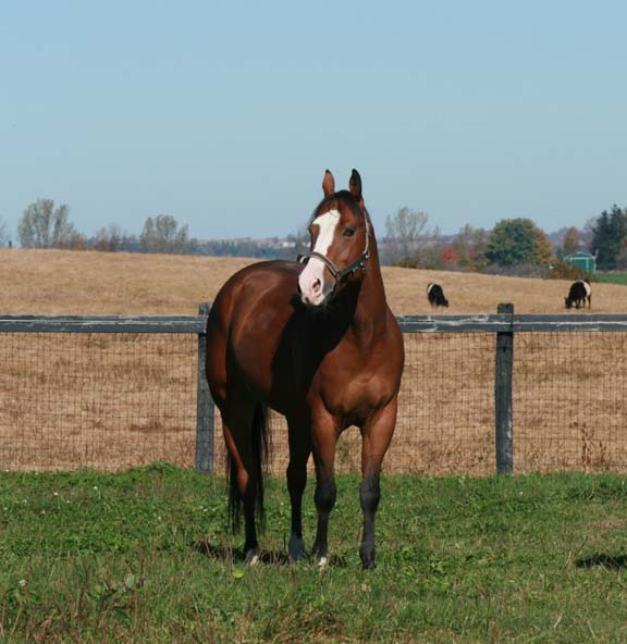 Stoneridge Farm | 3220 Concession Rd 7, Pickering, ON L1Y 1E2, Canada | Phone: (905) 655-8097