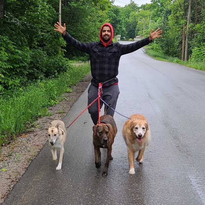Big Puppy love | 313 Percy St, Waubaushene, ON L0K 2C0, Canada | Phone: (416) 697-8330