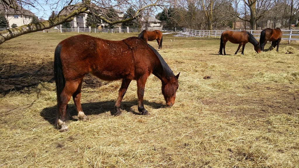 Central Ontario Developmental Riding Program | 584 Pioneer Tower Rd, Kitchener, ON N2P 2W7, Canada | Phone: (519) 653-4686