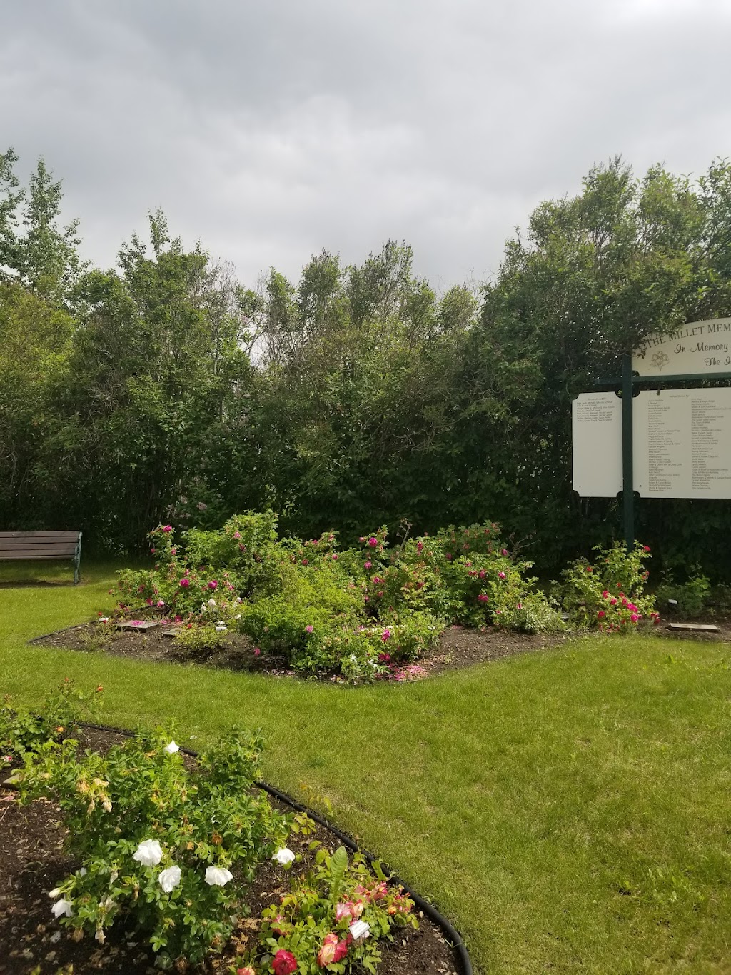 The Millet Memorable Rose Garden | 5020 50 St, Millet, AB T0C 1Z0, Canada | Phone: (780) 387-4554