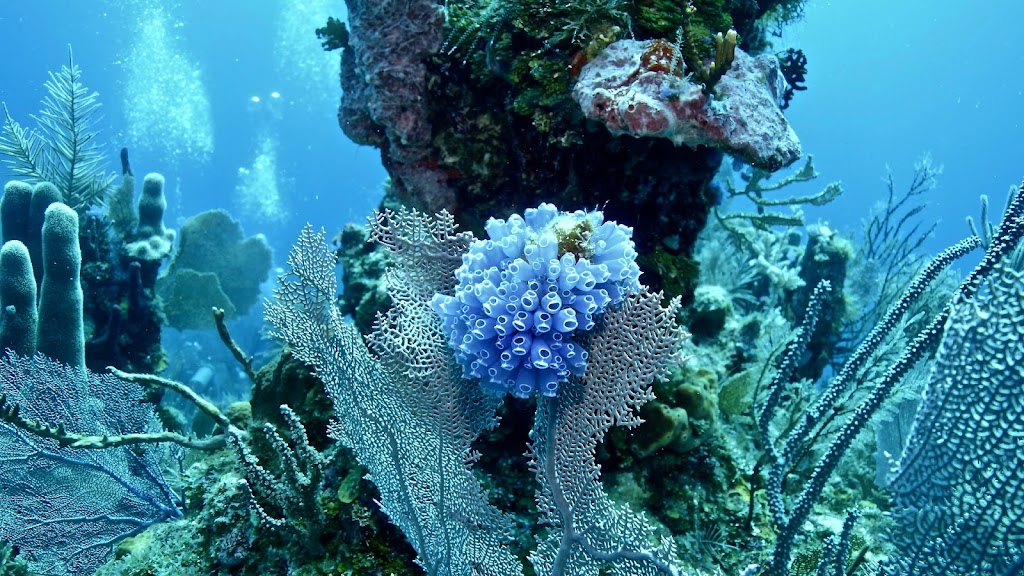 Aqua-Nuts Diving | 5355 56 St, Rocky Mountain House, AB T4T 1H4, Canada | Phone: (403) 846-3914