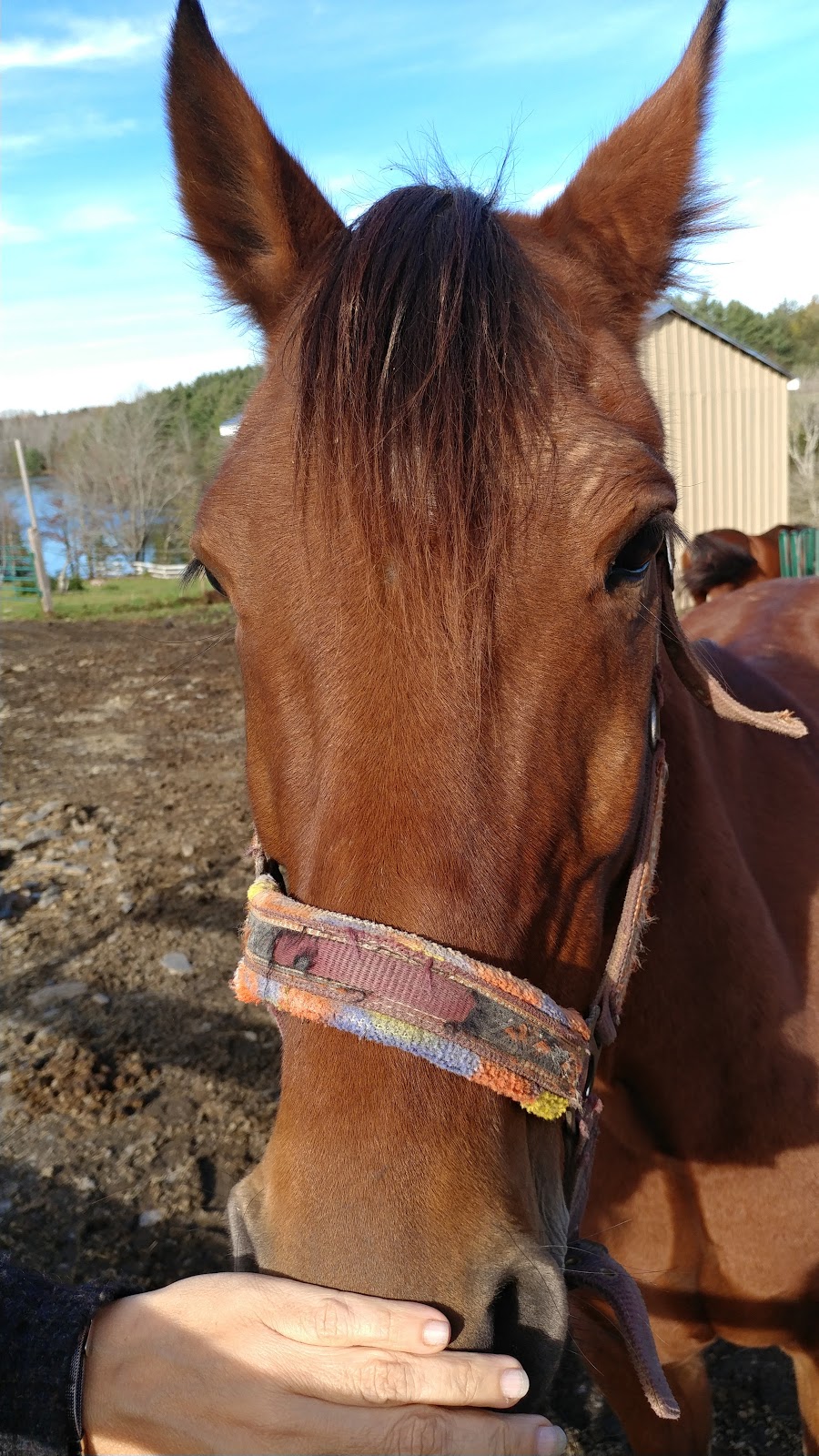 Legacy Equestrian Ctr | 166 George Whynot Rd, New Germany, NS B0R 1E0, Canada | Phone: (902) 644-2555