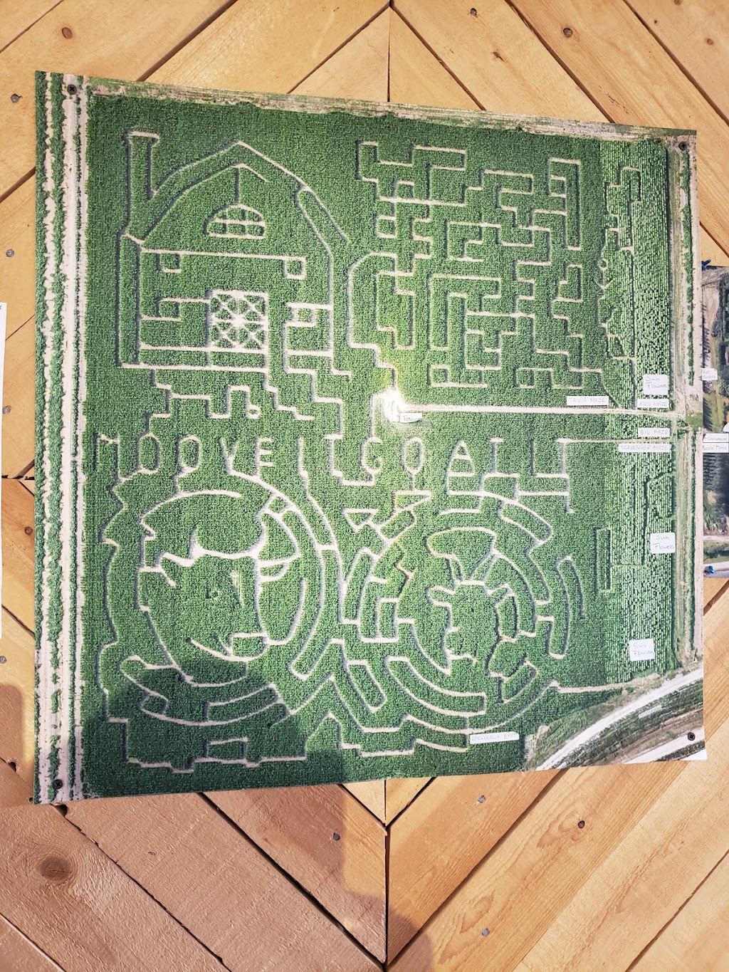 Lethbridge Corn Maze | 104051 Range Rd 224, Alberta T0K 2A0, Canada | Phone: (403) 381-3775