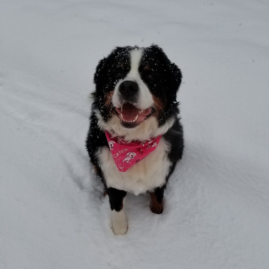 Rosewood Pet Resort | 15 Reesor Rd, Scarborough, ON M1X 1R5, Canada | Phone: (416) 265-6631
