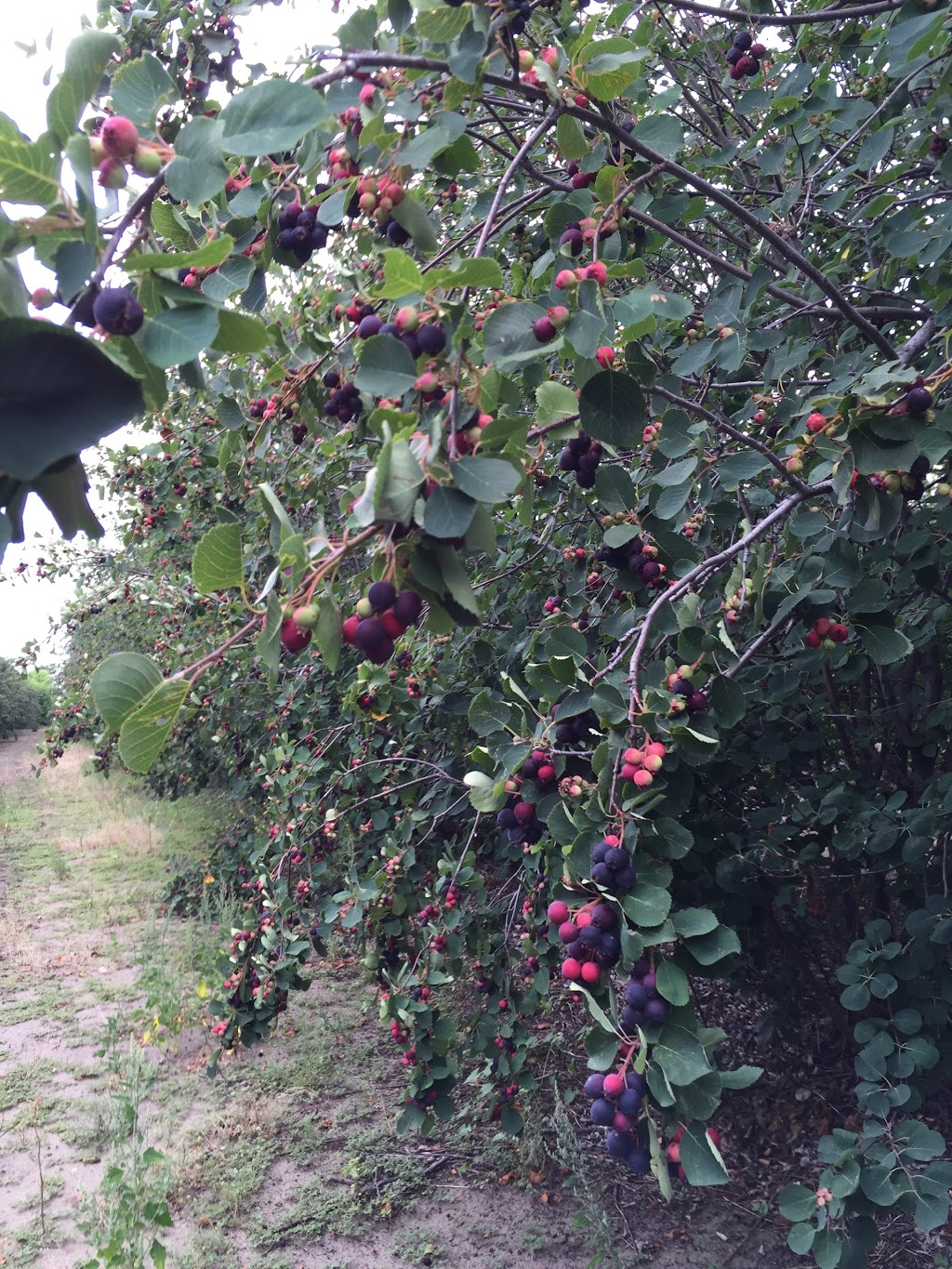 Crystal Beach Orchards | Railway Ave., Harris, SK S0L 1K0, Canada | Phone: (306) 270-5699