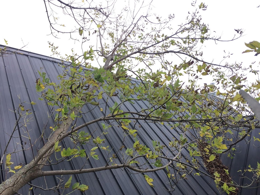 Tree Problems ? Tree Services ! | 851 A Rainbow Rd, Salt Spring Island, BC V8K 2M8, Canada | Phone: (250) 537-9897