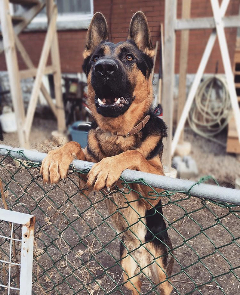 Crosshill Kennels | 4862 William Hastings Line Crosshill, Millbank, ON N0K 1L0, Canada | Phone: (519) 897-6757