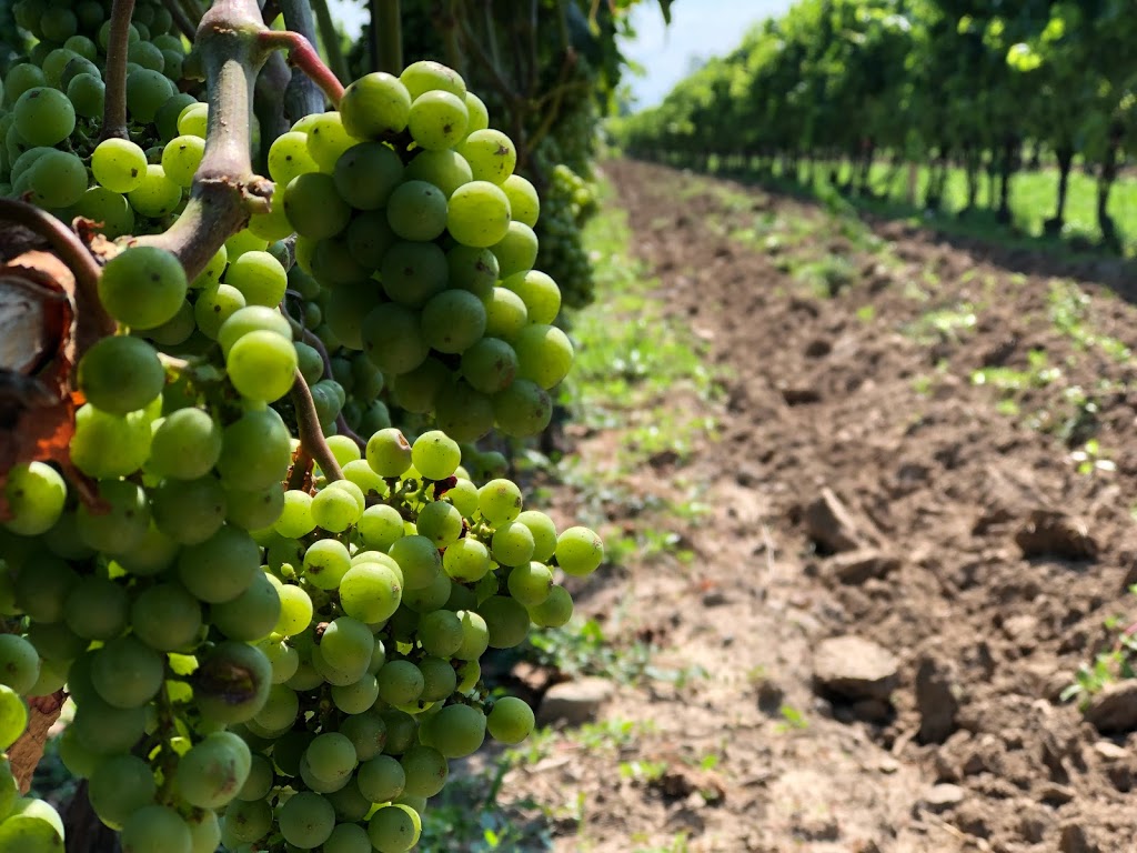 Two Sisters Vineyards | 240 John St E, Niagara-on-the-Lake, ON L0S 1J0, Canada | Phone: (905) 468-0592