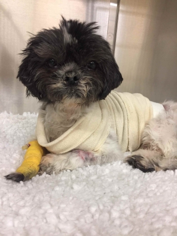 OVC Companion Animal Hospital | 28 College Ave W, Guelph, ON N1G 2W1, Canada | Phone: (519) 823-8830