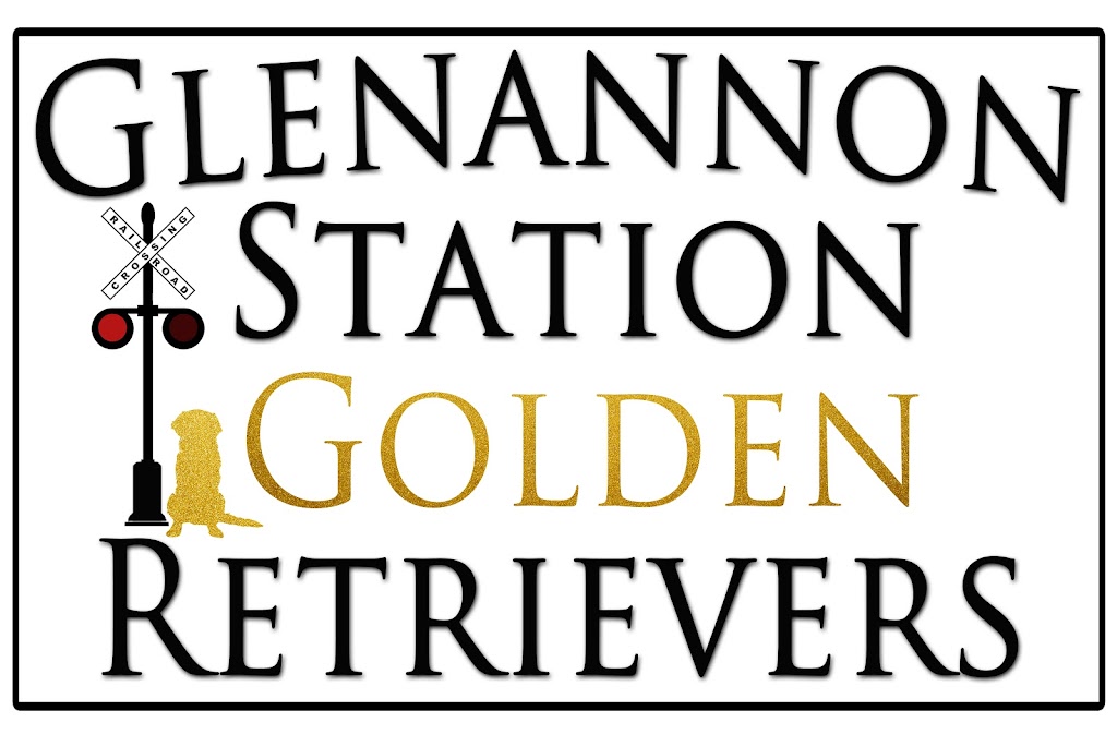Glenannon Station Golden Retrievers | 41207 Glenannon Rd, Wingham, ON N0G 2W0, Canada | Phone: (519) 357-7220