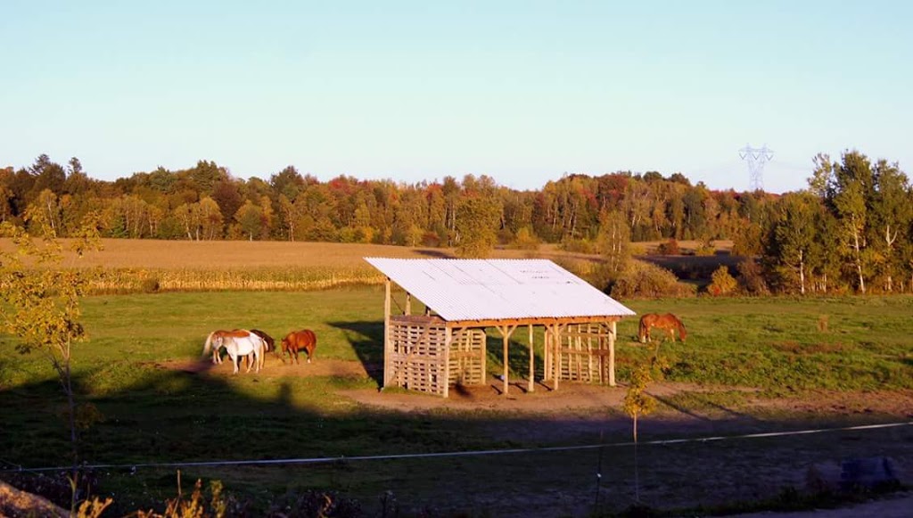 Écurie Kalin | 670 2e Rang, Sainte-Mélanie, QC J0K 3A0, Canada | Phone: (450) 803-5193