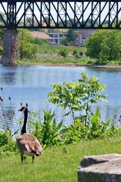 Linear Park | 825 Lowther St S, Cambridge, ON N3H 1Z7, Canada