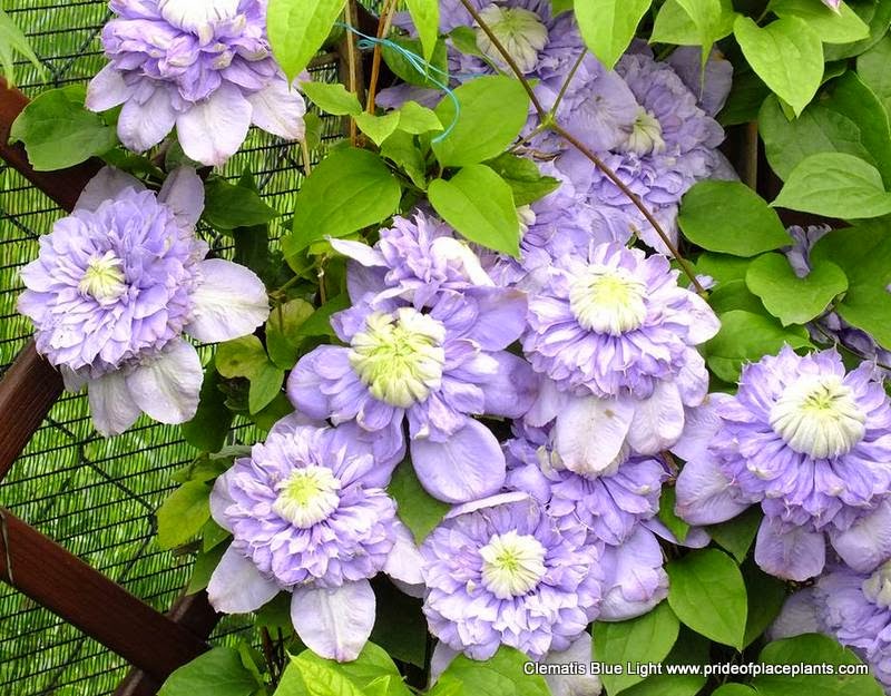 Pride of Place Plants | 6110 Old East Rd, Victoria, BC V8Y 1V6, Canada | Phone: (250) 652-6713