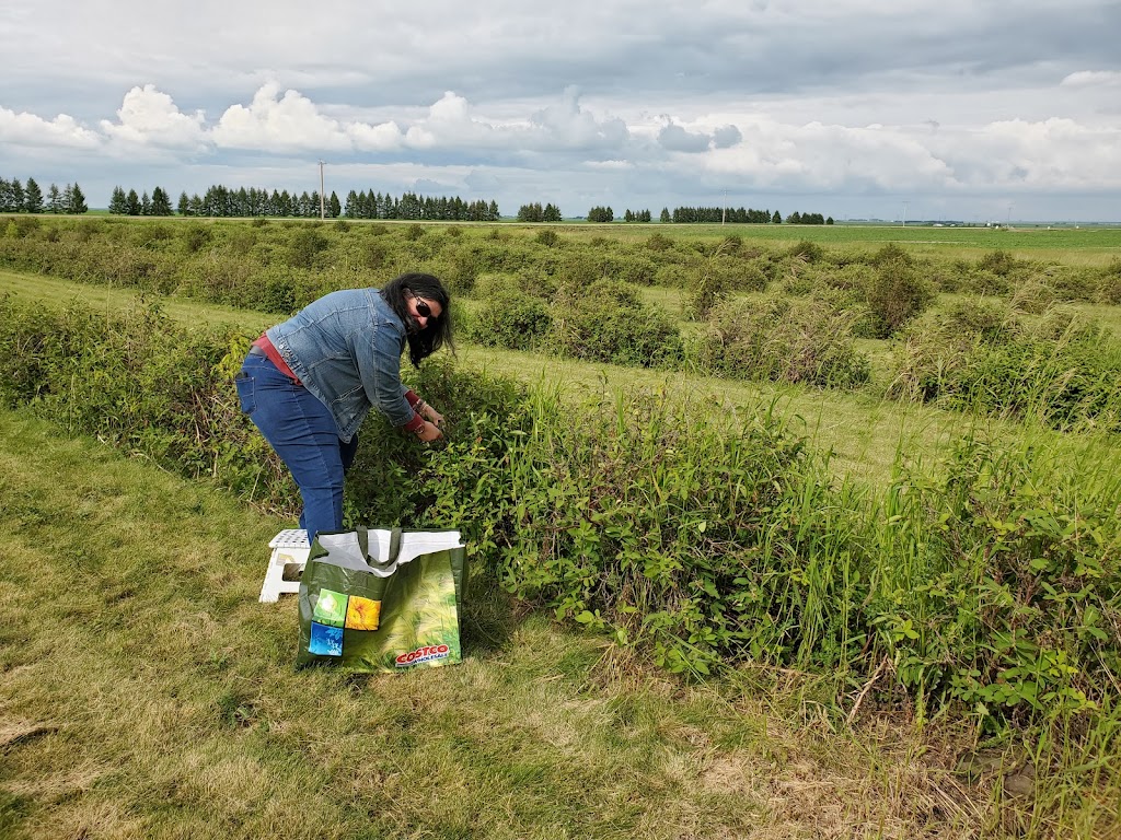 Pleasant View U Pick Berries | Site 2 Comp 6 RR#1, Crossfield, AB T0M 0S0, Canada | Phone: (403) 946-5400
