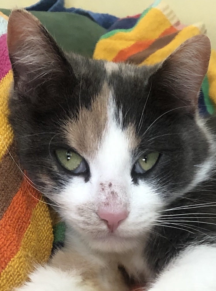 Brelmar Veterinary Clinic | 16525 ON-12, Sunderland, ON L0C 1H0, Canada | Phone: (705) 357-3184