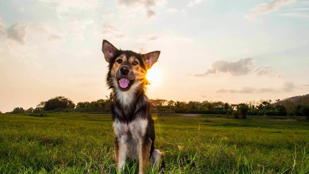 Animal Emergency Hospital | 7644 50 Ave, Red Deer, AB T4P 2A8, Canada | Phone: (403) 347-3277