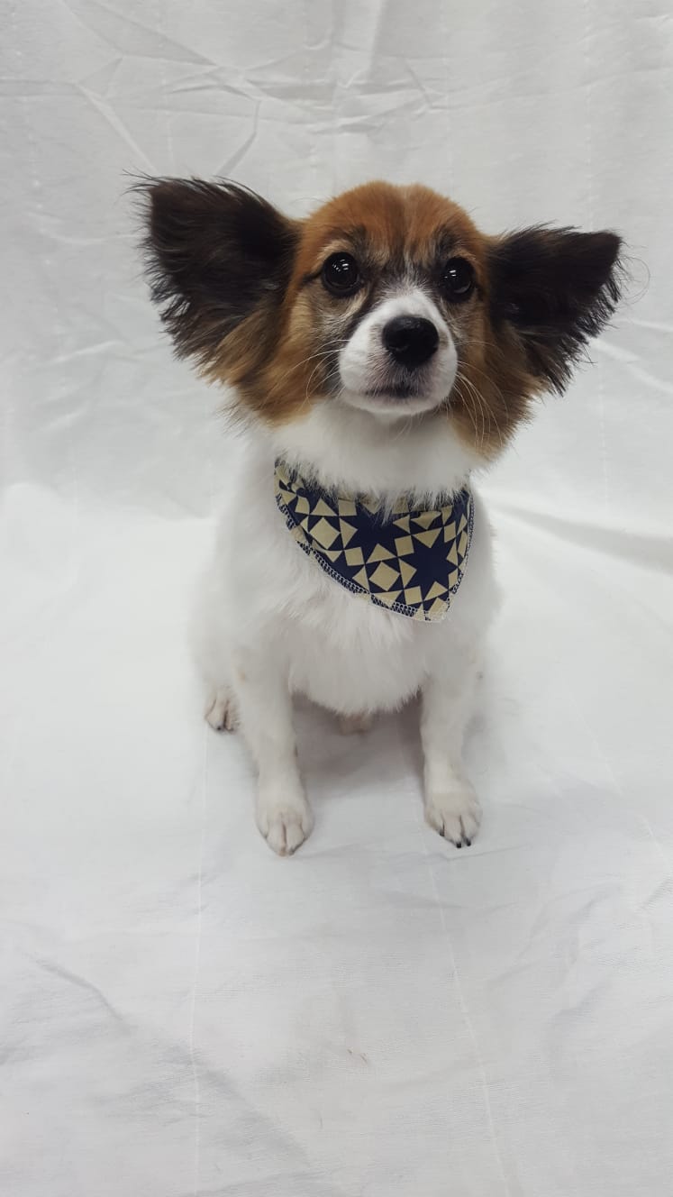 Nancys Dog Grooming | 3947 Waterton Crescent, Abbotsford, BC V3G 1J8, Canada | Phone: (604) 859-9867