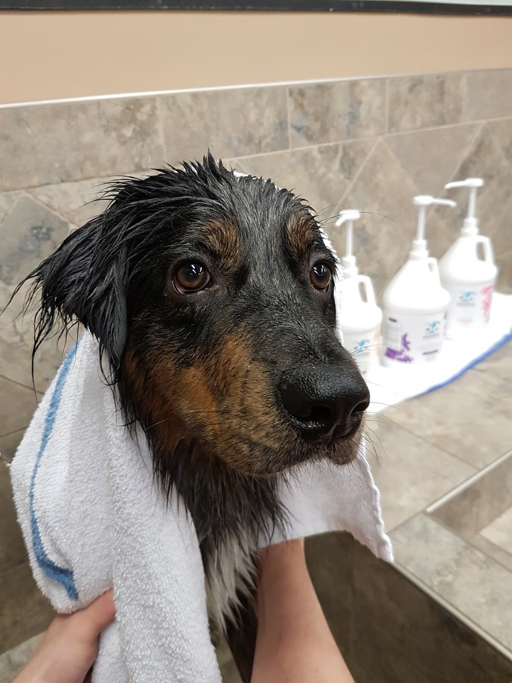 Pet Valu | 27 Marion St, Winnipeg, MB R2H 0S8, Canada | Phone: (204) 237-7383