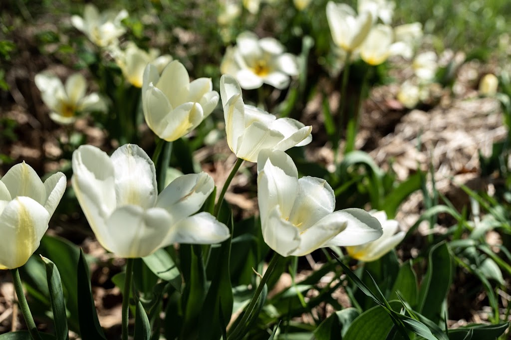 New Spring Counselling | 5738 Robinson Rd, Fernie, BC V0B 1M4, Canada | Phone: (250) 423-9672