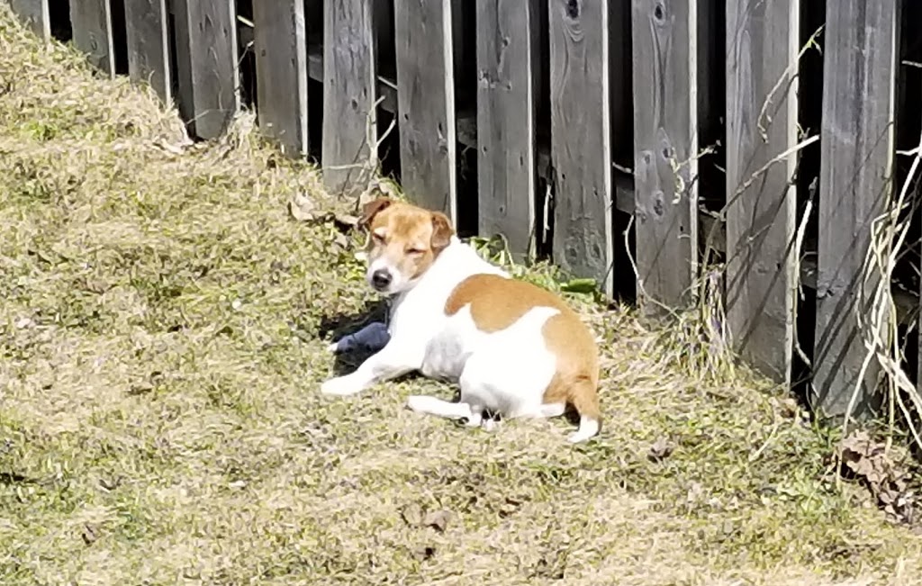 Markdale Veterinary Services | 26 Main St E, Markdale, ON N0C 1H0, Canada | Phone: (519) 986-2800