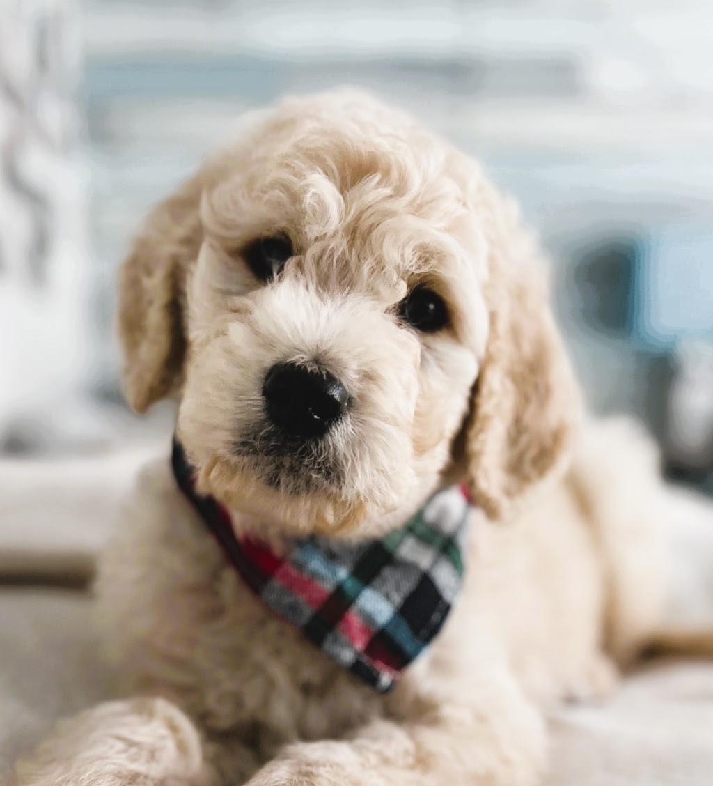 Garden Doodles | 383819 Salford Rd, Salford, ON N0J 1W0, Canada | Phone: (519) 788-1377