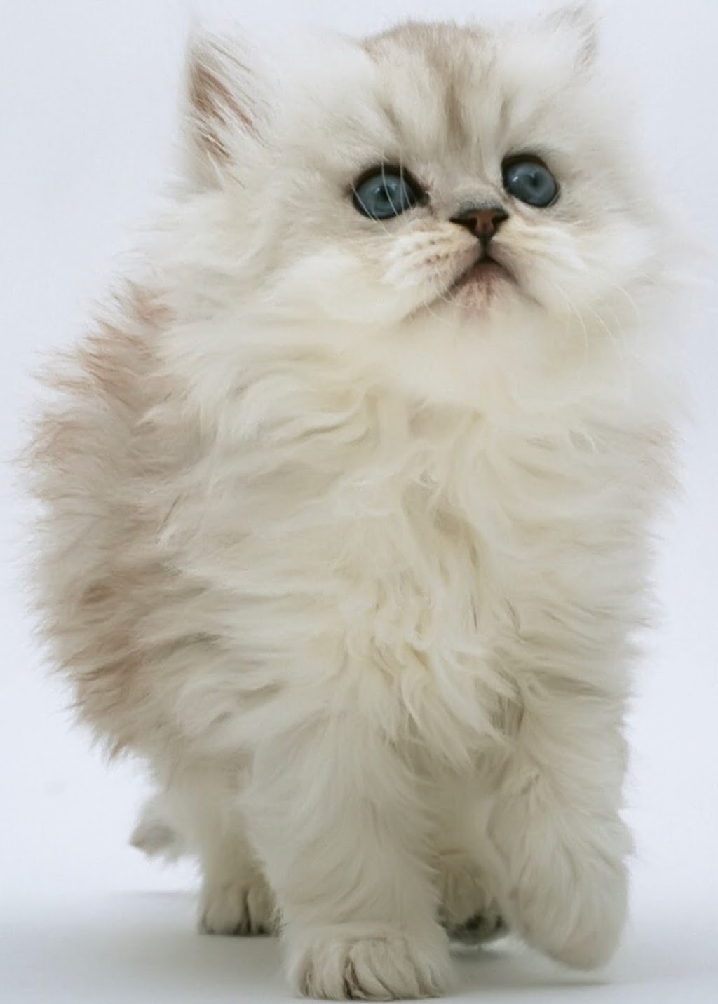 Kanata Lakes Animal Clinic | Unit: Y5A, 145, Roland Michener Dr, Kanata, ON K2T 1G7, Canada | Phone: (613) 271-2323