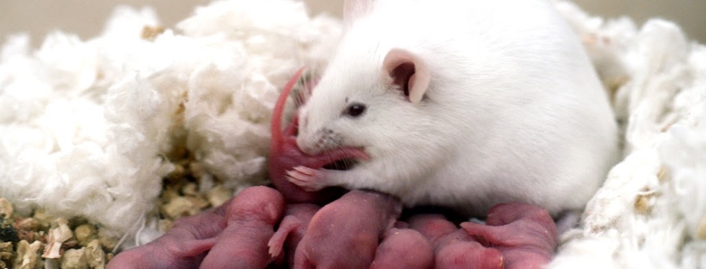 Reliable Pest Control | 1730 McPherson Ct, Pickering, ON L1W 3E6, Canada | Phone: (888) 831-2727