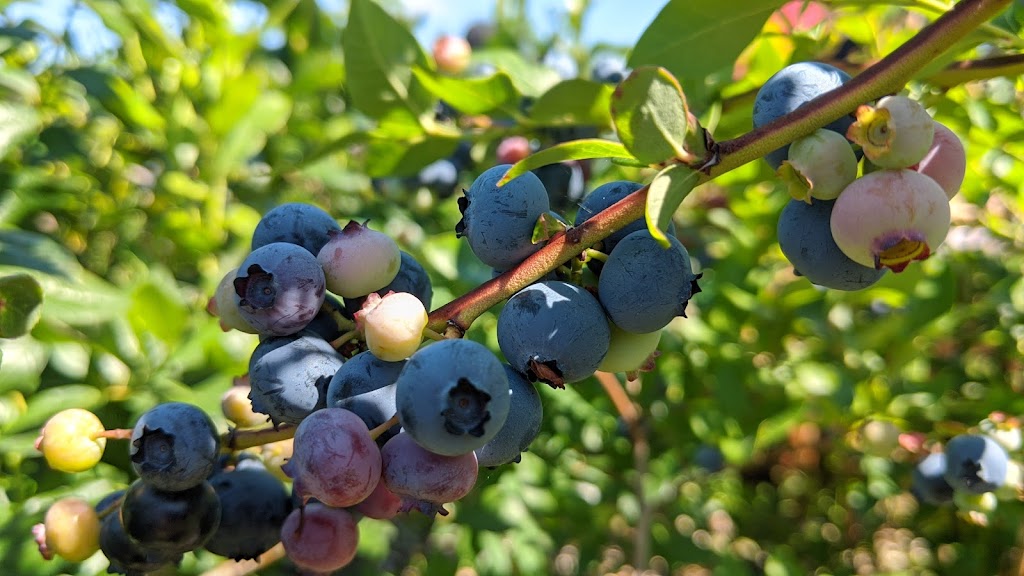 Le Repaire Bleu Fruité | 350 Chem. de Valléville, Saint-Vallier, QC G0R 4J0, Canada | Phone: (418) 884-3367