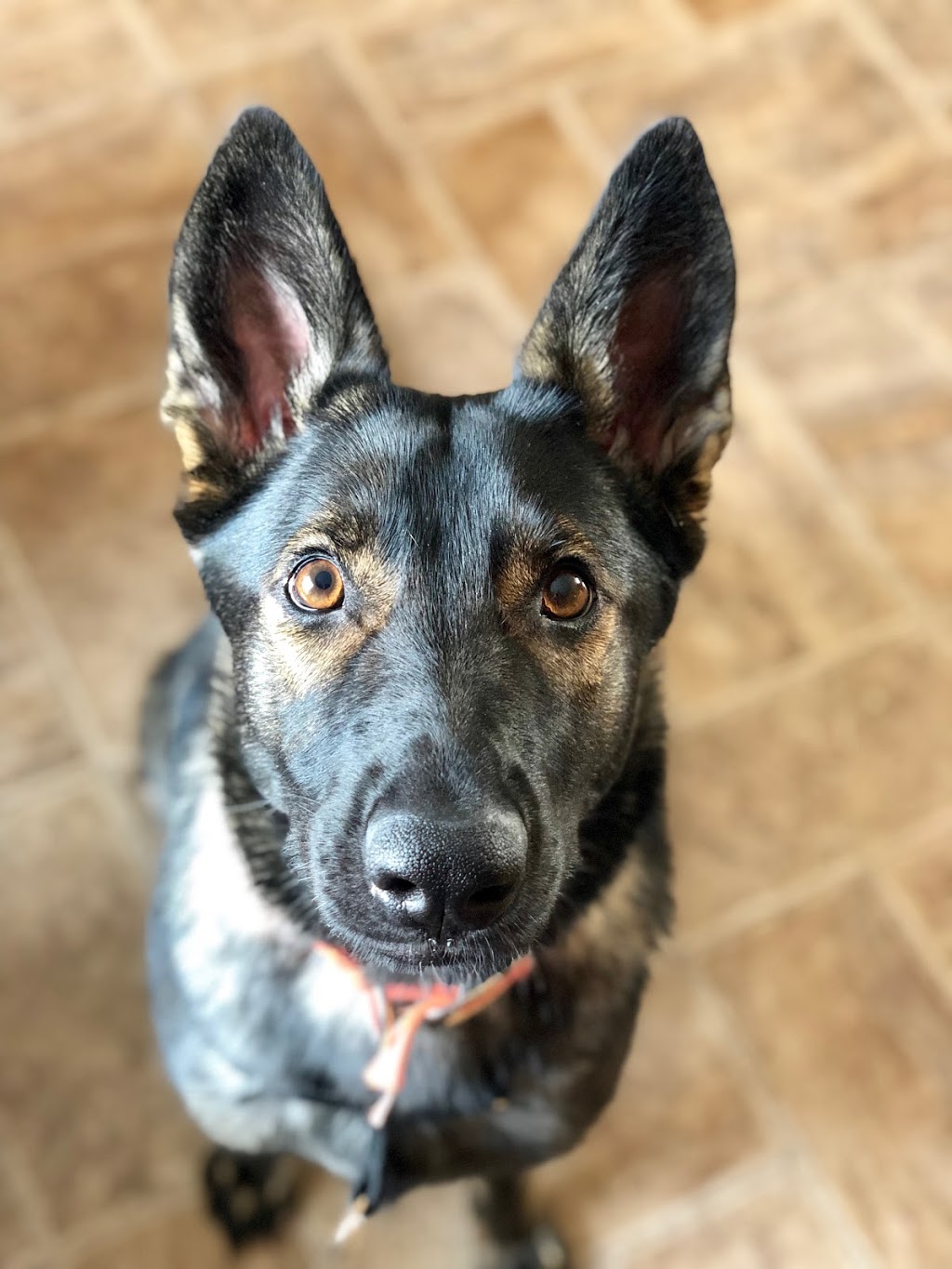 Kala, Services Canins et Équins - Éducation et Dressage - Mirabe | de, Rue De Courcelles, Mirabel, QC J7J 0B3, Canada | Phone: (450) 803-5078