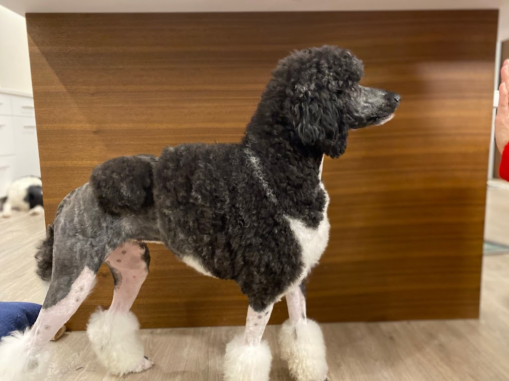 Soletree Poodles | Knutsford Hills Dr, Kamloops, BC V2E 2S8, Canada | Phone: (306) 897-3044